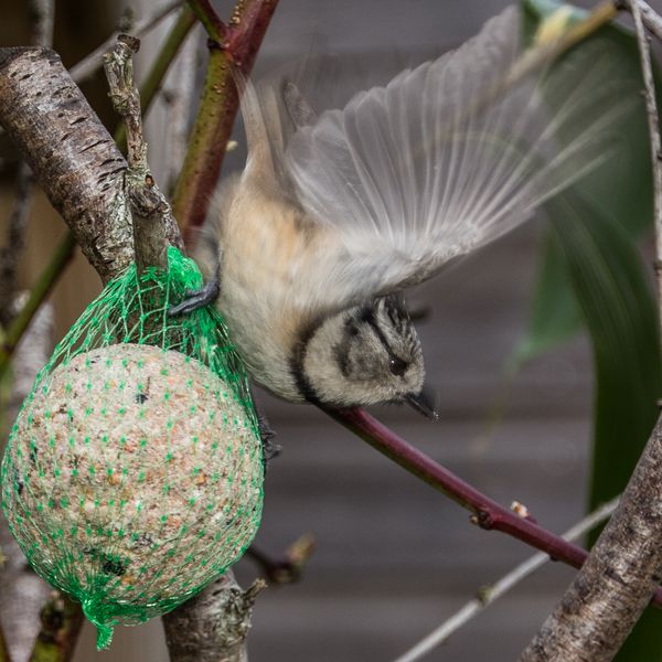 oiseaux-1-2