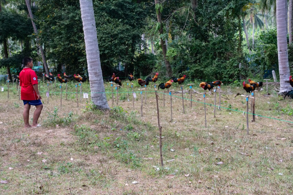 samui-168